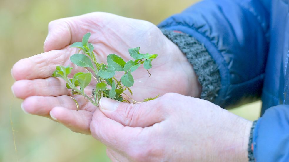 Wer darf im niedersächsischen Wald Führungen anbieten? Foto: Ortgies
