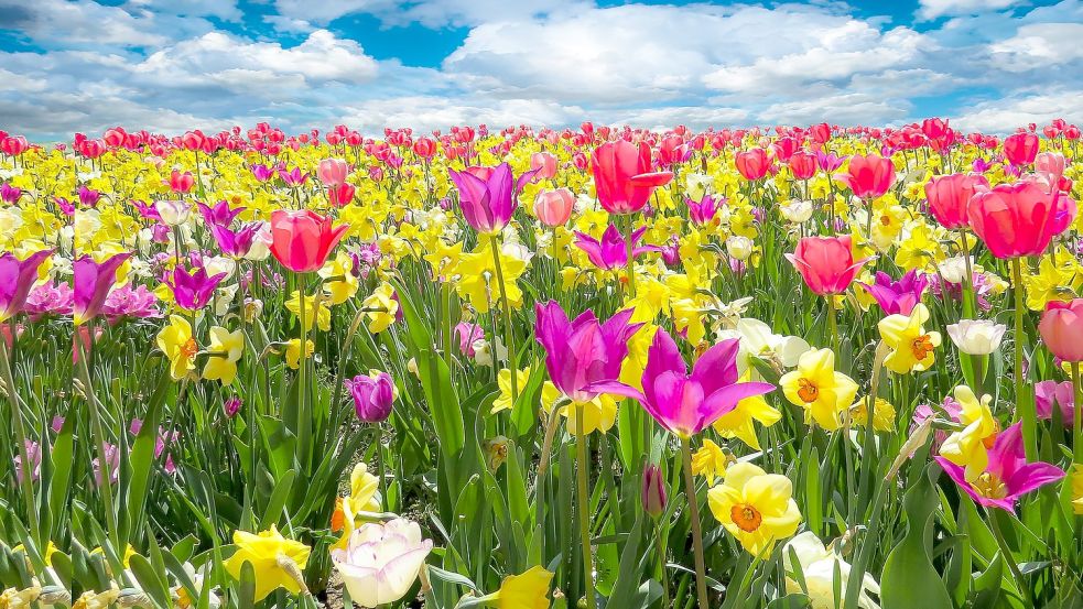 Im Frühling freut man sich auf blühende Landschaften. Foto: Pixabay/Blende12