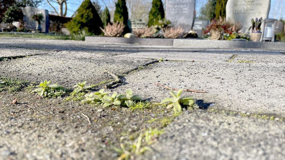 Es grünt in den Ritzen der Gehwege auf dem Friedhof Rhaudermoor. Die (Un)kräuter werden vom Friedhofsgärtner entfernt. Dazu würde er gerne ein Heißwassergerät nutzen. Foto: Janßen