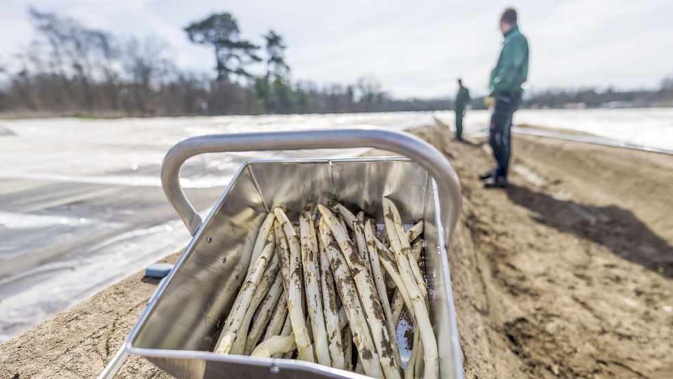 Der Mindestlohn von 12 Euro stellt die norddeutschen Spargelbauern vor finanzielle Herausforderungen. Foto: dpa/Andreas Arnold