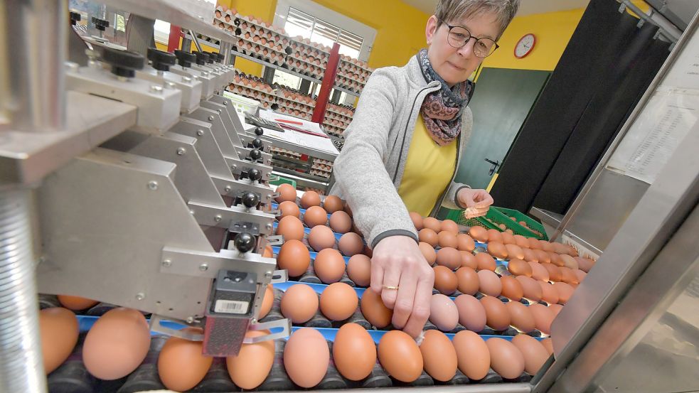 Vor Ostern ist bei der Erzeugergesellschaft Auricher Eier gut zutun. Foto: Ortgies