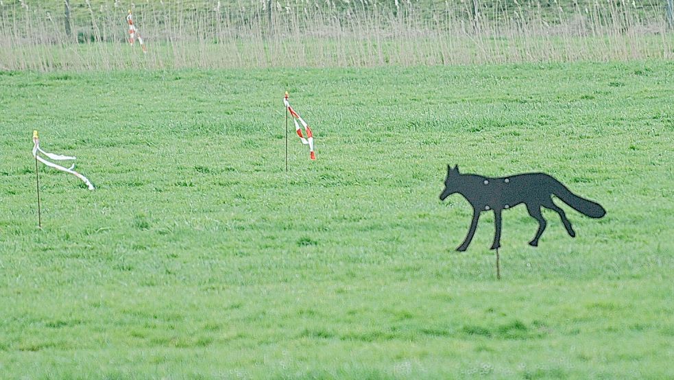 Die Familie Jütting hat auf den Ländereien zwischen dem Deich in Bingum und der Bundesstraße 436 sechs solcher Fuchsattrappen aufgestellt. Sie sollen Gänse davon abhalten, das Gras abzufressen, das als Futter für die Kühe benötigt wird. Foto: Wolters