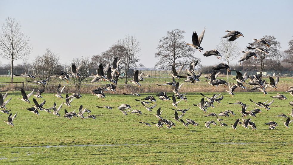 Im Bereich Bingum und Jemgum halten sich immer noch riesige Schwärme von Wildgänsen auf. Foto: Wolters