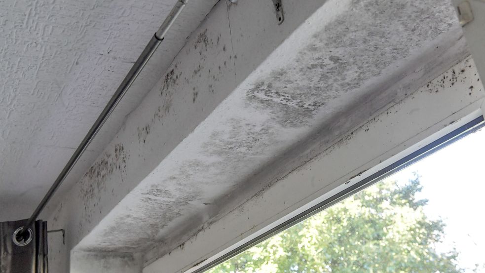 In der Wohnung von Farid Zarifi gibt es an fast allen Wänden Schimmel, besonders gut ist das in der Küche zu erkennen. Foto: Ortgies