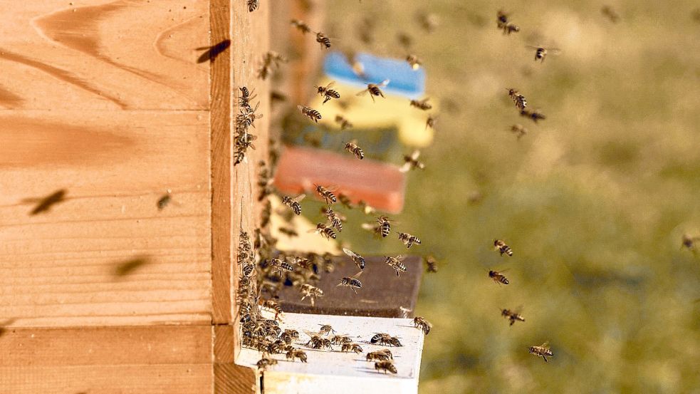 Bienenvölker wurden diese Woche in Holtland gestohlen. Symbolfoto: Pixabay