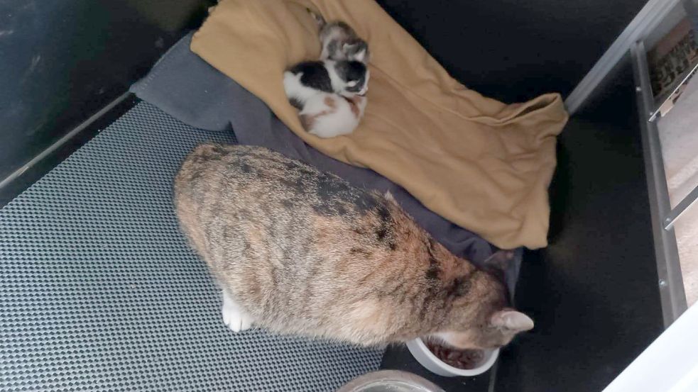 Endlich warm und satt: Den Tieren geht es nun besser. Foto: privat