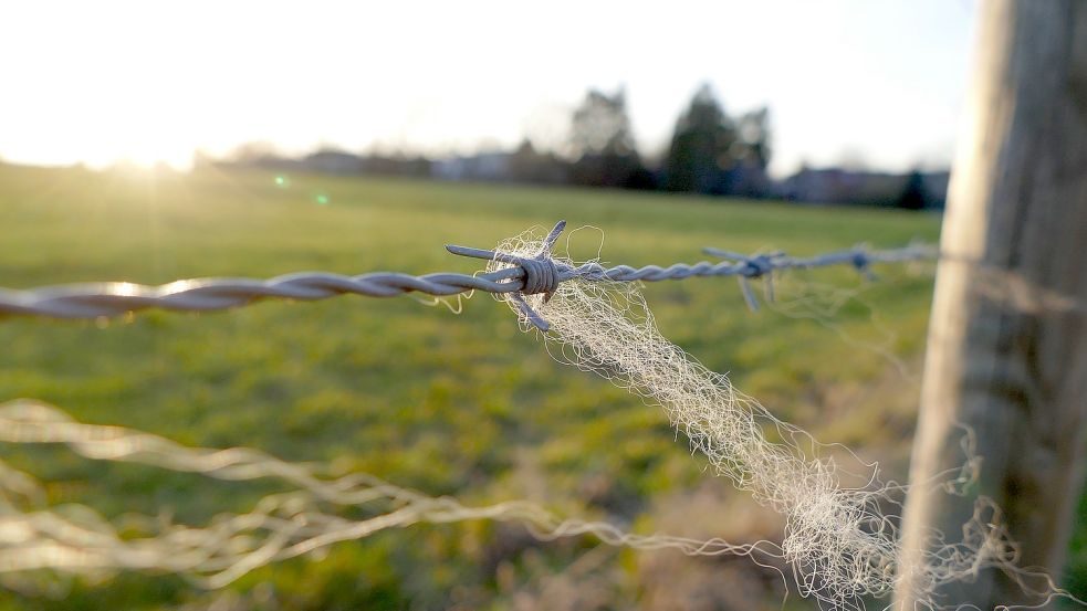 Die Feuerwehr Grotegaste musste zum Deich zwischen Mitling-Mark und Hilkenborg ausrücken. Dort war ein Radfahrer gestürzt. Er hing kopfüber im Stacheldraht fest. Das Symbolbild zeigt Stacheldraht, wie er auch an den Deichen in unserer Region verwendet wird. Symbolfoto: Pixabay