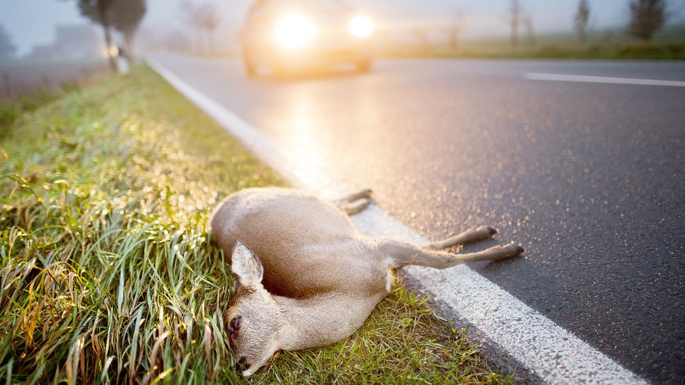 Ein totes Reh liegt nach der Kollision mit einem Auto am Straßenrand einer Landstraße. In jüngster Zeit häuften sich solche Wildunfälle, beklagte der Hegeringleiter auf der Versammlung des Hegerings Scharrel. Foto: Stratenschulte/DPA