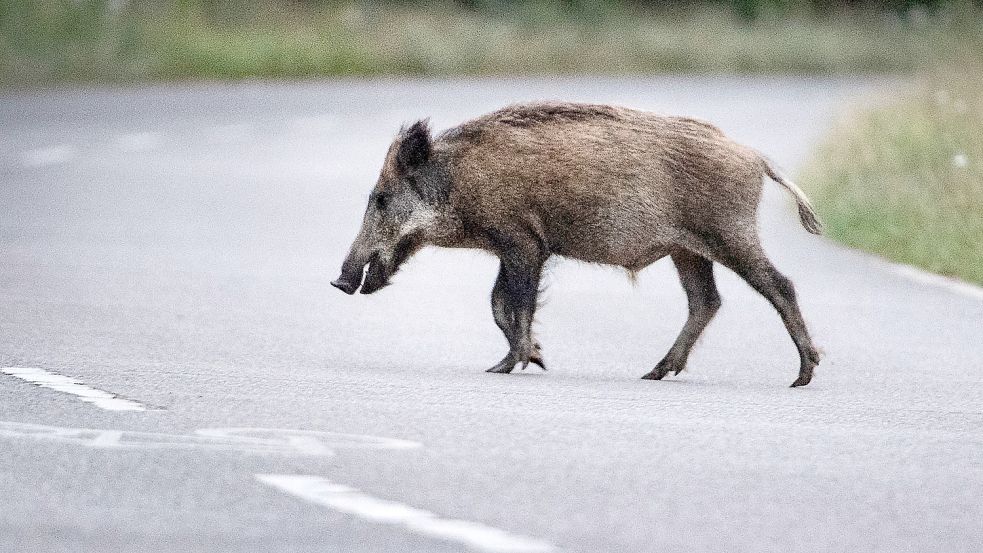 Ob auf der Landstraße oder gar auf der Autobahn: Wenn ein Wildschwein auf die Fahrbahn läuft und ein Autofahrer nicht mehr ausweichen kann, endet ein Zusammenstoß für den Fahrer oft lebensgefährlich, für das Tier meist tödlich. Foto: dpa/Paul Zinken