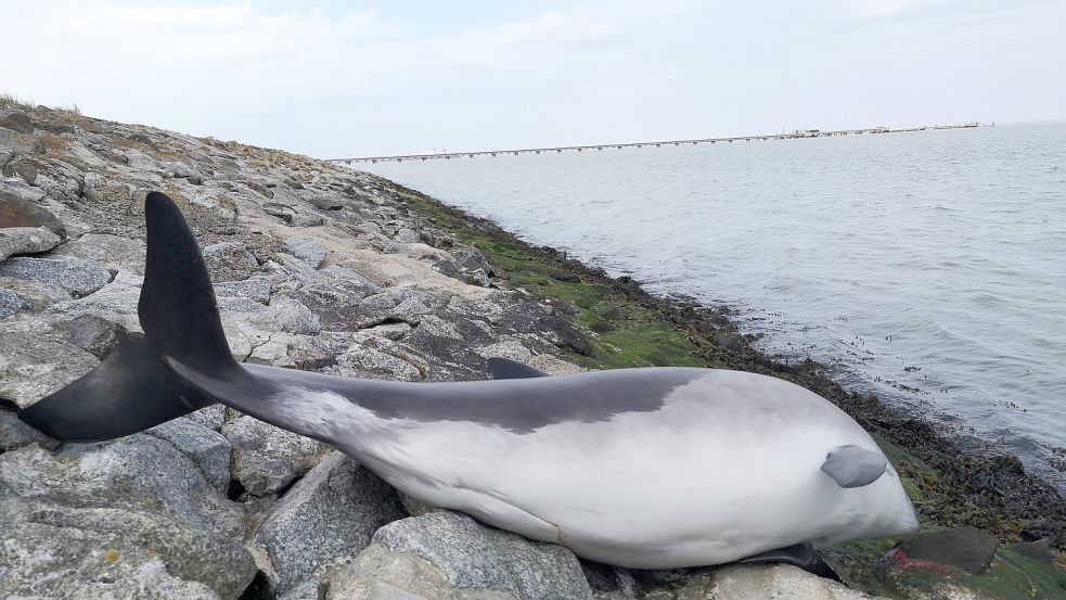 Der tote Schweinswal wurde am Sonnabend am Voslapper Groden vor Wilhelmshaven im Wasser treibend entdeckt. Foto: Florian Carius/Nabu