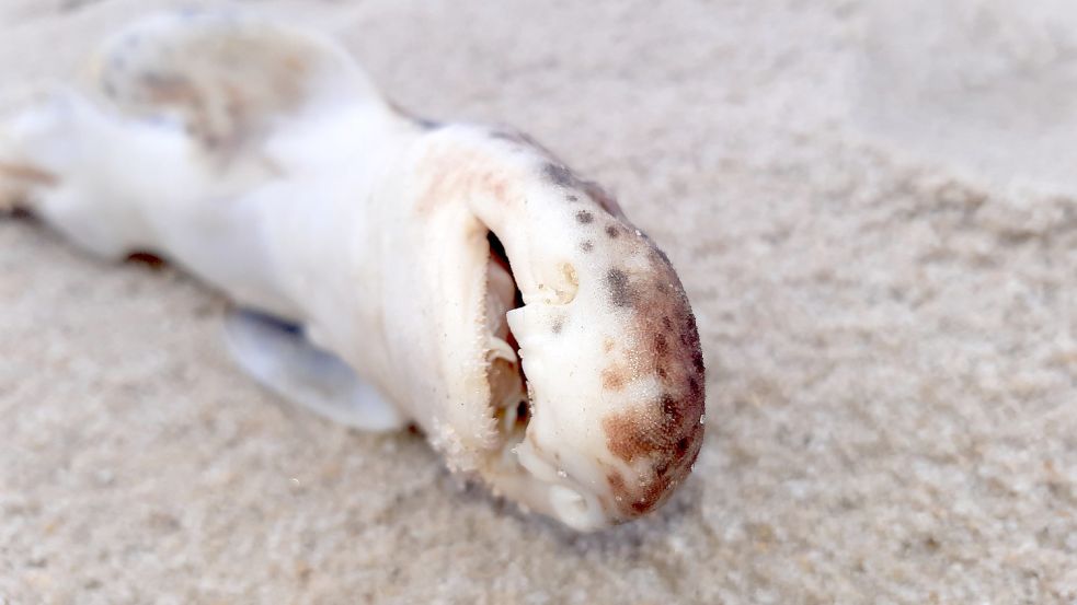 Dieses Foto ihres Fundes am Strand vor List postete Nationalpark-Rangerin Anne Schacht am Freitag auf Facebook. Foto: Anne Schacht / LKN.SH