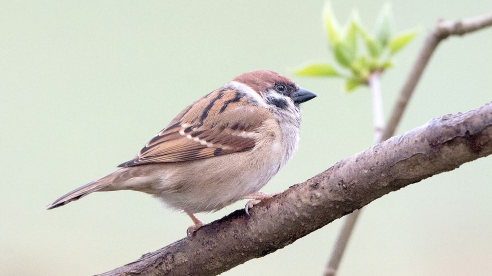 Auch in Ostfriesland werden weniger Feldsperlinge gezählt. Foto: Warneke/dpa