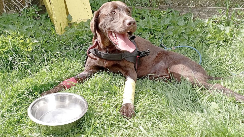 Die junge Labradorhündin, die die Tierheim-Mitarbeiterinnen Freeda genannt haben, ist lebhaft, lieb und freundlich. Doch weil sie vor ein Auto gelaufen ist, sind ihre Hinterbeine gelähmt. Foto: Tierheim