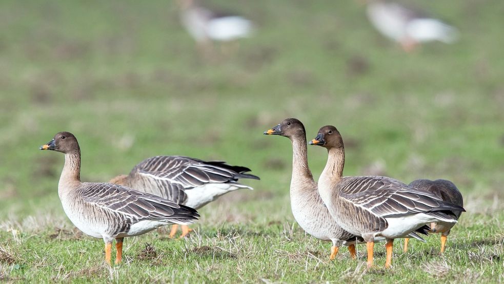 In den Emsmarschen sind häufig Wildgänse anzutreffen. Bei den derzeit laufenden Kartierungen werden ebenso andere Tiere und Pflanzen erfasst. Foto: Jens Büttner/ZB/dpa