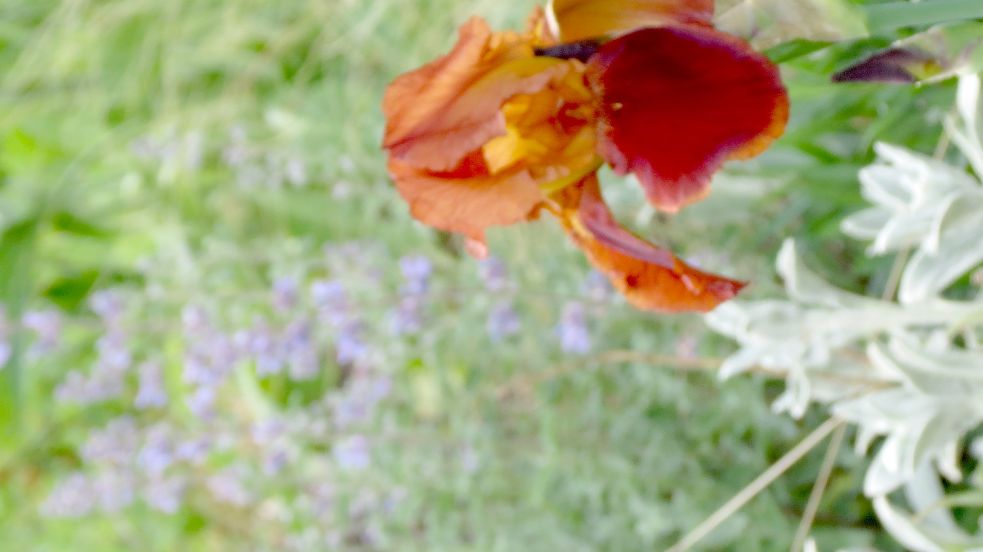 Die Iris hat eine sehr schöne Blüte.
