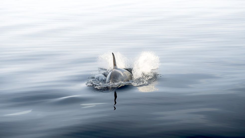 Orcas haben Jagd auf eine Segeljacht vor Spanien gemacht und diese zum Versinken gebracht. Foto: imago images/Wirestock