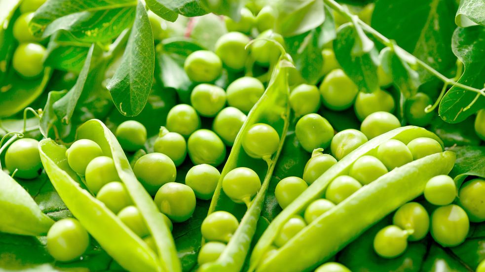Erbsen sollten ausgesät werden, sobald der Boden bearbeitbar ist – also im zeitigen Frühjahr. Foto: Supertrooper/stock.adobe.com