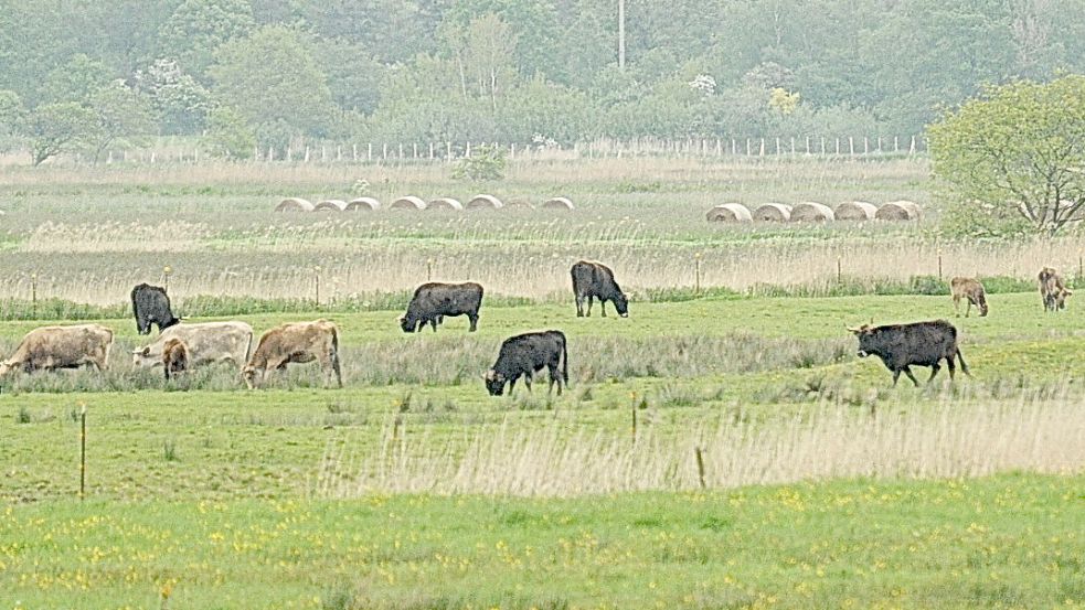 Das Gelände Thedinga Vorwerk ist weitläufig. Die Entnahme der jährlich notwendigen Blutproben ist eine Herausforderung und steht in diesem Jahr noch an. Foto: Wolters