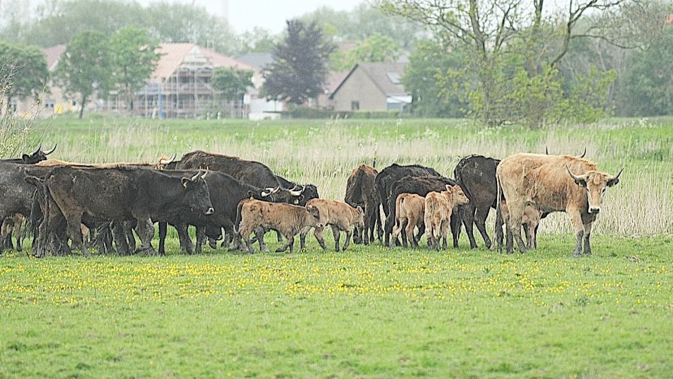 Die Heckrinder in Coldam haben wieder reichlich Nachwuchs bekommen. Foto: Wolters