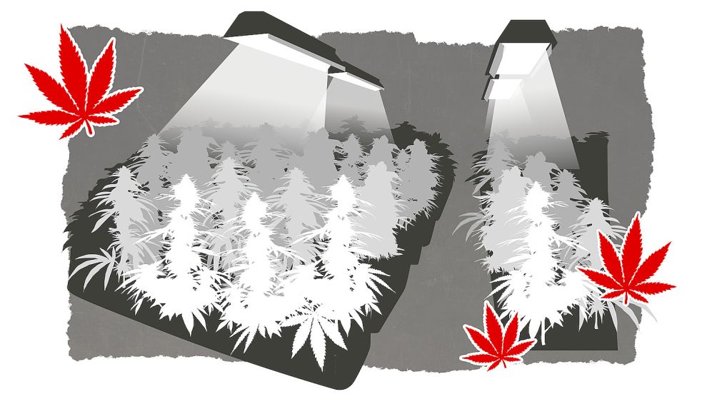 Die Cannabis-Plantage fand die Polizei durch Zufall.