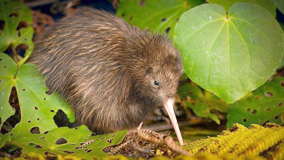 Der Kiwi besitzt in Neuseeland einen sehr hohen Stellenwert. Dementsprechend empfindlich wurde auf ein Video aus den USA reagiert. Foto: dpa/Neil Robert Hutton