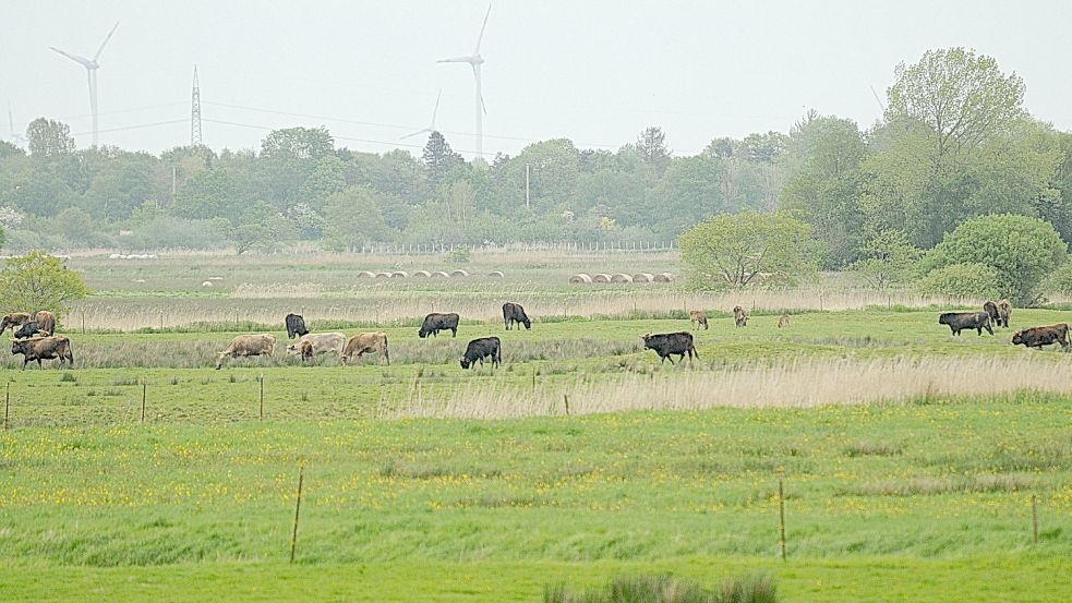 Zwei Kälber aus der Heckrinder-Herde in Nüttermoor sind nicht mehr am Leben. Foto: Wolters