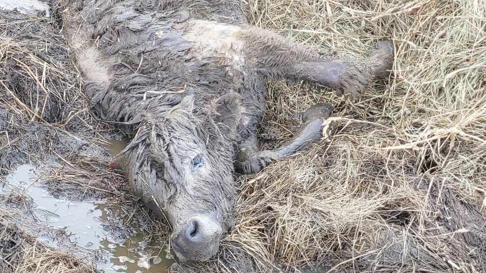 Das Kälbchen war laut Nabu so schwer verletzt, dass es einen Tag nach der missglückten Blutproben-Entnahme, von einem Tierarzt eingeschläfert werden musste. Foto: Friesischer Verband für Naturschutz