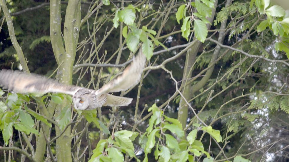 Mit einer Spannweite von bis zu 95 Zentimetern hat die Waldohreule eine beeindruckende Spannweite. Foto: Kruse