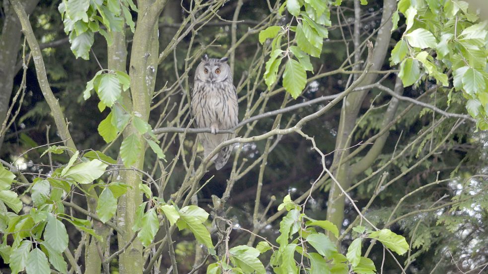 Blickkontakt mit einer Waldohreule, die von einer Buche aus in den Garten schaut. Foto: Kruse