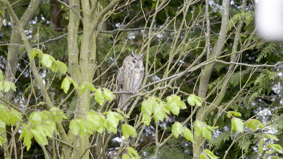 Die Waldohreule ist dank ihres Federkleids in unterschiedlichen Brauntönen gut getarnt in den Bäumen. Foto: Kruse