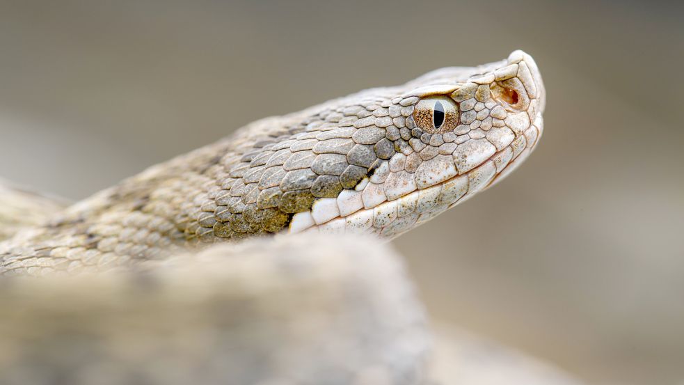 In Deutschland gibt es zwei giftige Schlangenarten. Eine von ihnen ist die Aspisviper. Foto: imago images/Shotshop