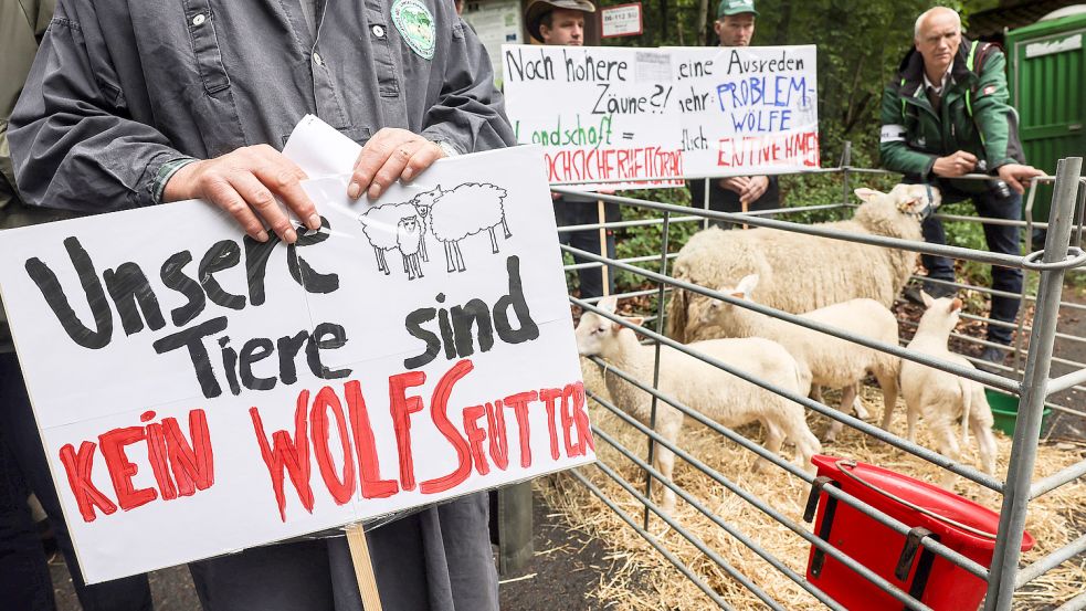 Seit Jahren machen sich Weidetierhalter für eine konsequentere Regulierung der wachsenden Wolfsbestände stark – und ecken damit bei Tierschützern an. Foto: picture alliance/dpa/Oliver Berg