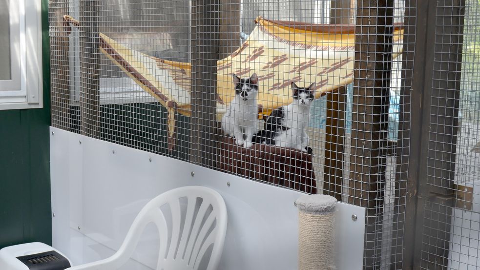 Etliche junge Katzen, die ohne Muttertiere im Tierheim gelandet sind, werden von den Mitarbeiterinnen per Hand aufgezogen.