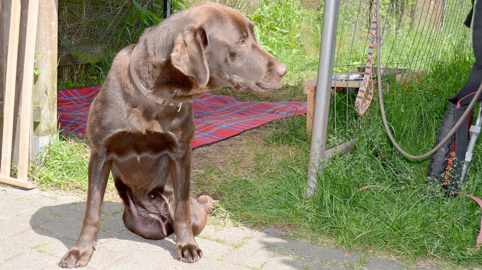 Die junge Hündin Freeda, die im April bei Emstek gefunden wurde, hat schon viel erlebt. Seit einem Autounfall sind ihre Hinterbeine gelähmt. Doch das tut ihrer Lebensfreude keinen Abbruch.