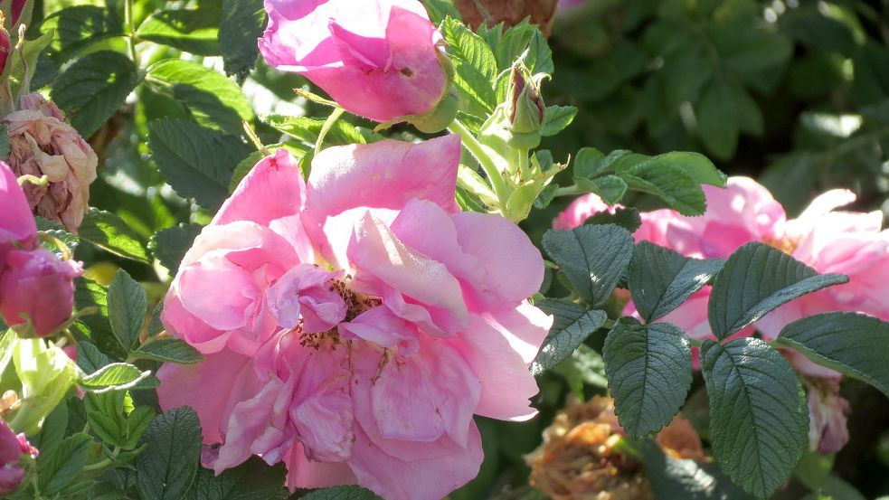 Pink Roadrunner gehört zu den Lieblingsrosen von Garten-Expertin Karin Berends-Lüürßen. Foto: Berends-Lüürßen