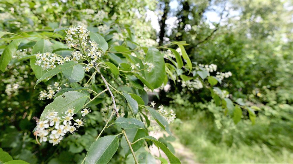 Wer ein Bestimmungsbuch oder eine entsprechende App dabei hat, kann mit den Identifizieren der Gehölze und Blumen am Fehntjer Berg viel Zeit verbringen. Foto: Lüppen