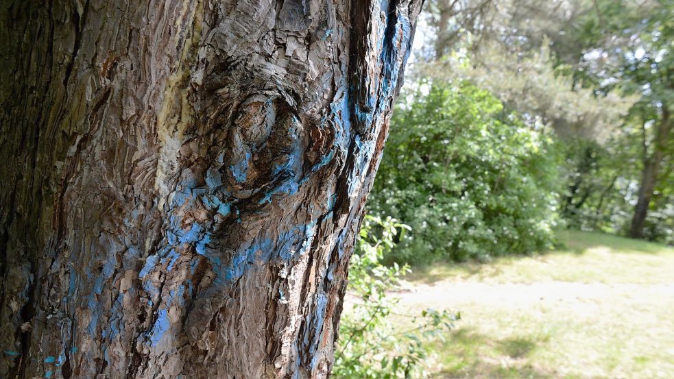 Dieser Baum wurde mit bunter Farbe bemalt. Wozu, ist unklar. Vandalismus ist auf dem zwölf Meter hohen Hügel keine Seltenheit. Foto: Lüppen