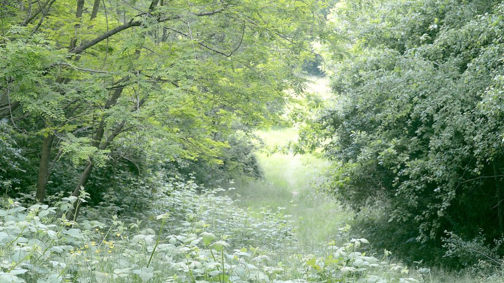 Freie Sicht von der Spitze? Im Moment blickt man auf üppige Vegetation. Foto: Lüppen