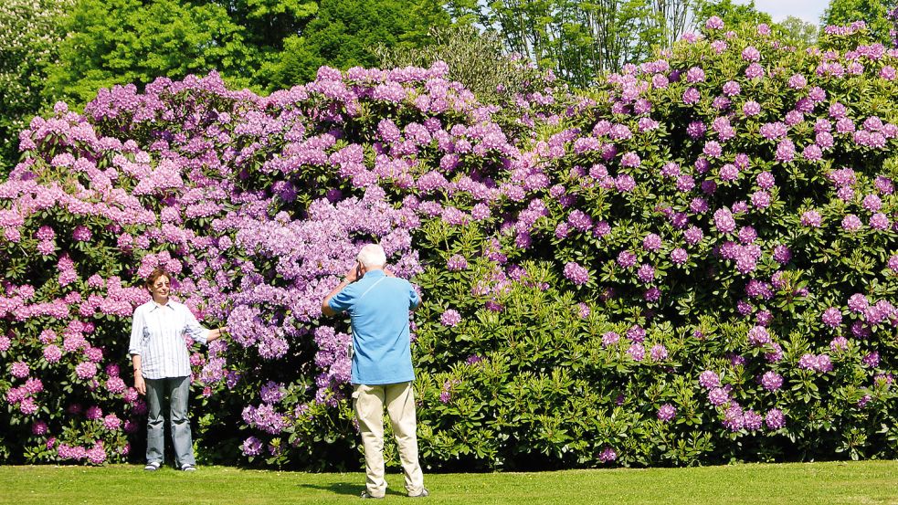 Der Rhododendron-Park der Familie Hobbie ist geöffnet. Foto: Archiv