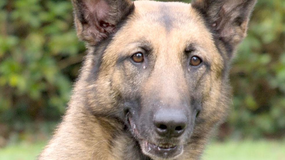 Zollhund Jule fand die Drogen in Jübberde. Foto: Zoll