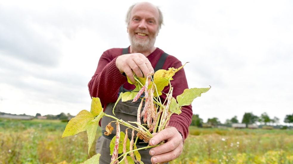Für Updrögt Bohnen wird die Sorte „Hinrichs Riesen“ gerne verwendet. Landwirt Andreas Busch baut sie seit vielen Jahren in Leybuchtpolder an. Foto: Wagenaar