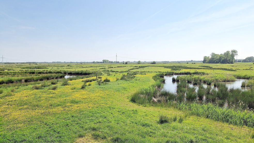 Das Weideland Thedingaer Vorwerk gehört der Stadt Leer und ist eine Ausgleichsfläche für Eingriffe in die Natur durch Bauvorhaben im Stadtgebiet. Foto: Gettkowski