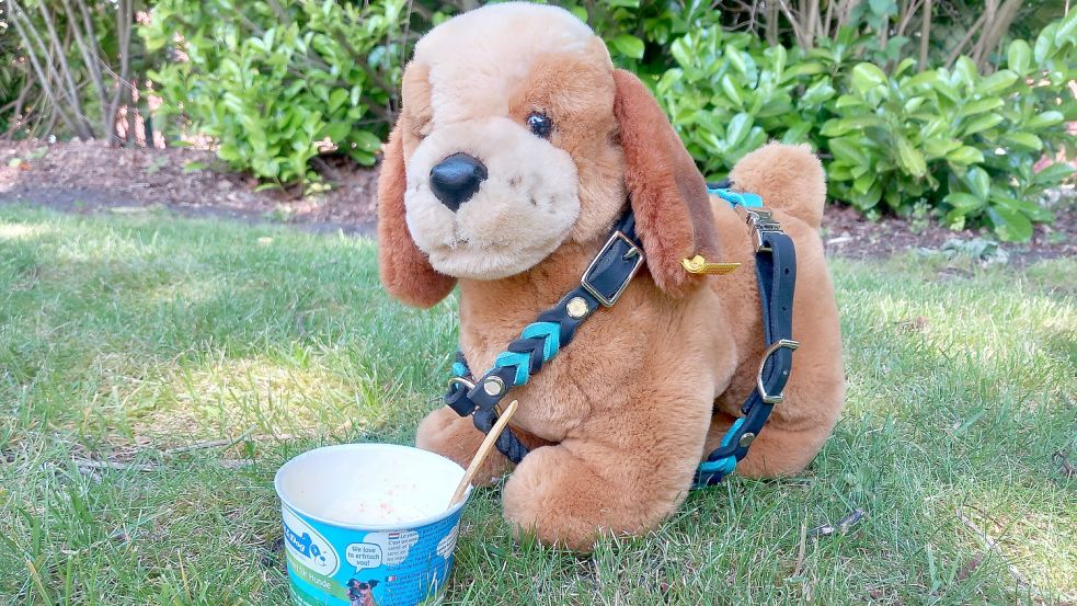 Dieser flauschige Hund posiert lediglich mit dem Hundeeis – essen können es nur seine lebendigen Kollegen. Foto: Scherzer