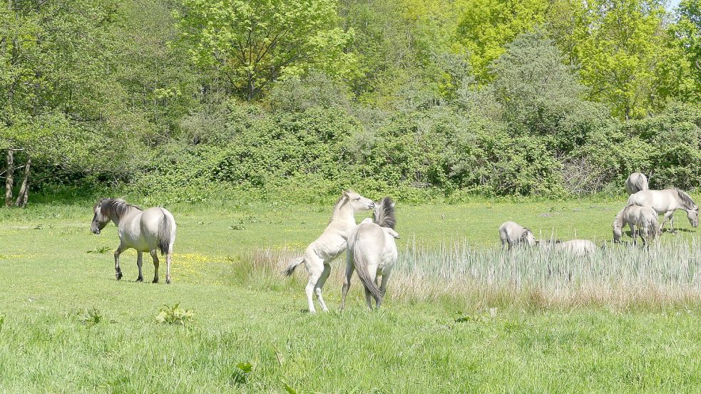Auch Konik-Fohlen, wie hier im Hessepark in Weener, sollen auf der Weide umgekommen sein. Foto: Gettkowski/Archiv