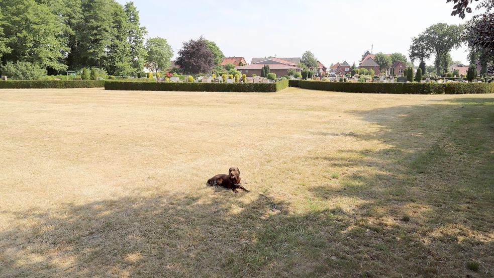 Das Grundstück grenzt an den Friedhof in Barßel. Die Kirchengemeinde benötigt die Fläche nicht mehr für eine Erweiterung. Foto: Passmann
