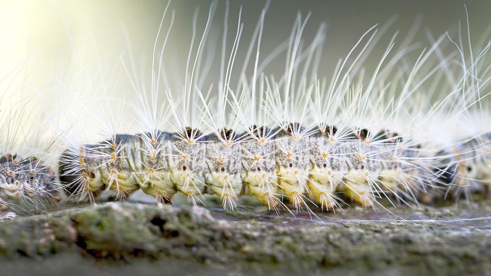 Eine Raupe des Eichenprozessionsspinners kriecht auf einem Eichenstamm entlang. Foto: Pleul/dpa-Zentralbild/dpa