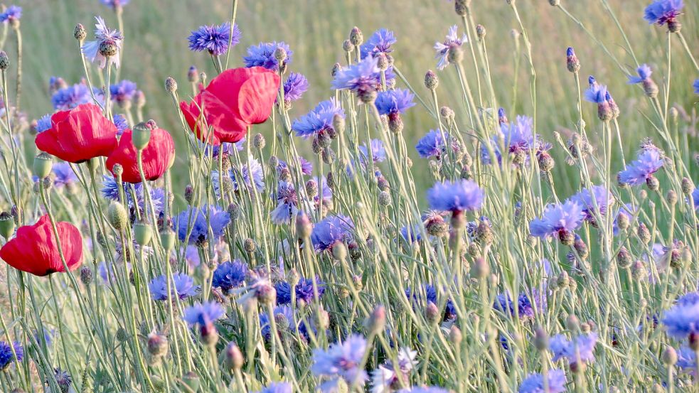 Weil man Kornblumen und Mohn nur noch selten in der Natur findet, hat Karin Berends-Lüürßen sie in ihren Garten integriert. Foto: Berends-Lüürßen