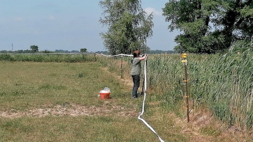 Eine ehrenamtliche Helferin zieht neue Litze. Der elektrische Zaun soll die Konikpferde auf der Weidefläche im Bereich Thedingaer Vorwerk von den Heckrindern abtrennen. Foto: Nabu Leer/Völker