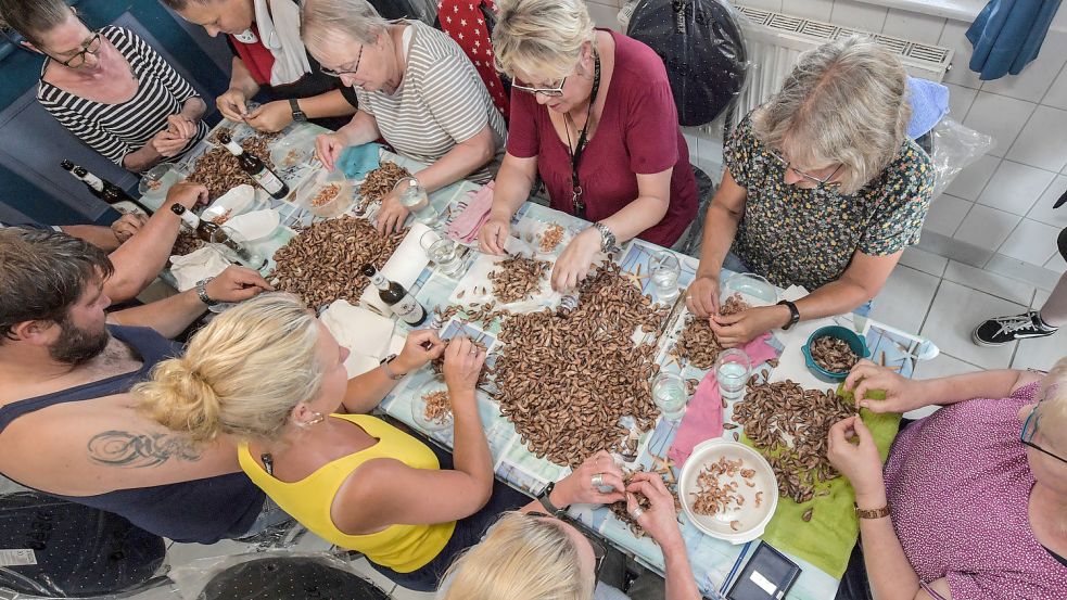 Die Besucher des Ditzumer Hafenfests können sich schon auf eine Spezialität freuen: Krabbenbrot. 80 Kilogramm Krabben wurden dafür diese Woche gepult und bis zum Fest eingefroren. Foto: Ortgies