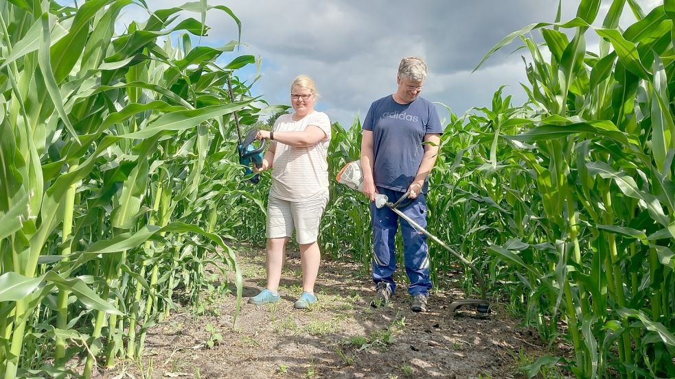 Thorsten und Nadine Bruns bereiten ihr Maislabyrinth in Klostermoor vor. Foto: Scherzer